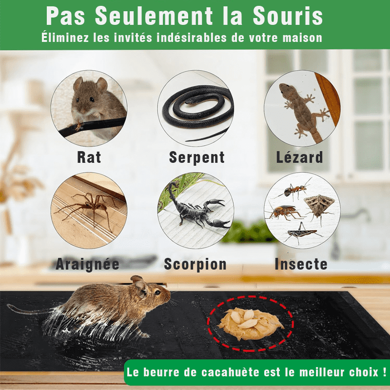Pièges Anti-Rats - Protection Maison XXL