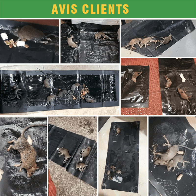 Pièges Anti-Rats - Protection Maison XXL