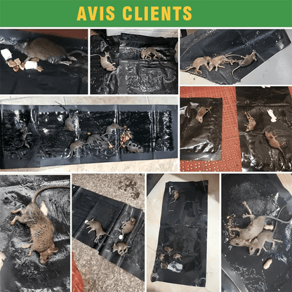 Pièges Anti-Rats - Protection Maison XXL